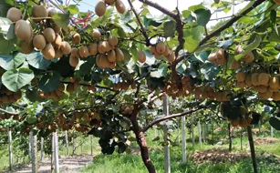 采摘青州當季鮮果